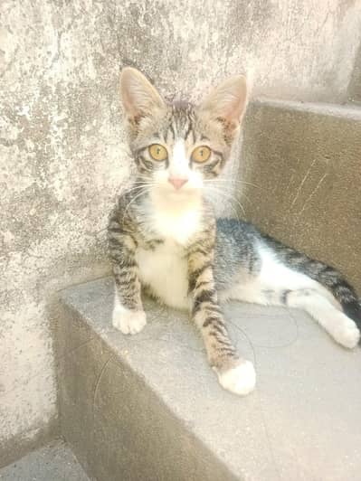 2 kittens male and female
