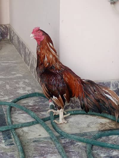 ASEEL chicks for sale