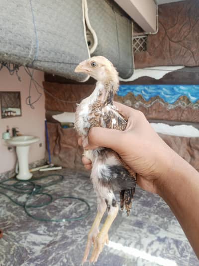 ASEEL chicks for sale per peace 2500