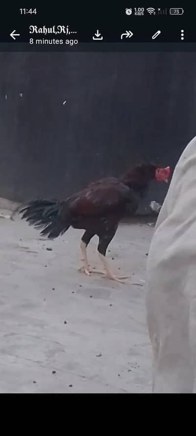mianwali aseel murga mery ghr Ka ha