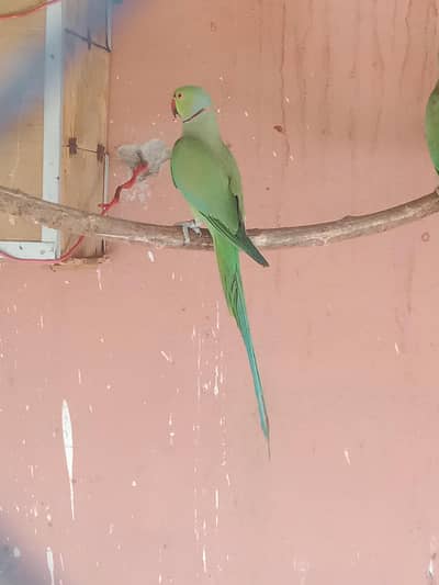 Ringneck Breeder Pair