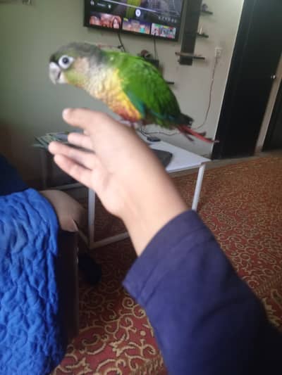 hand tame green cheeked conure
