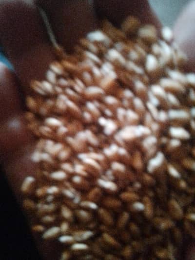 gandum for sale 3035691540