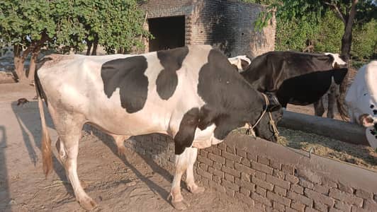 I want to selling my pretty bull .