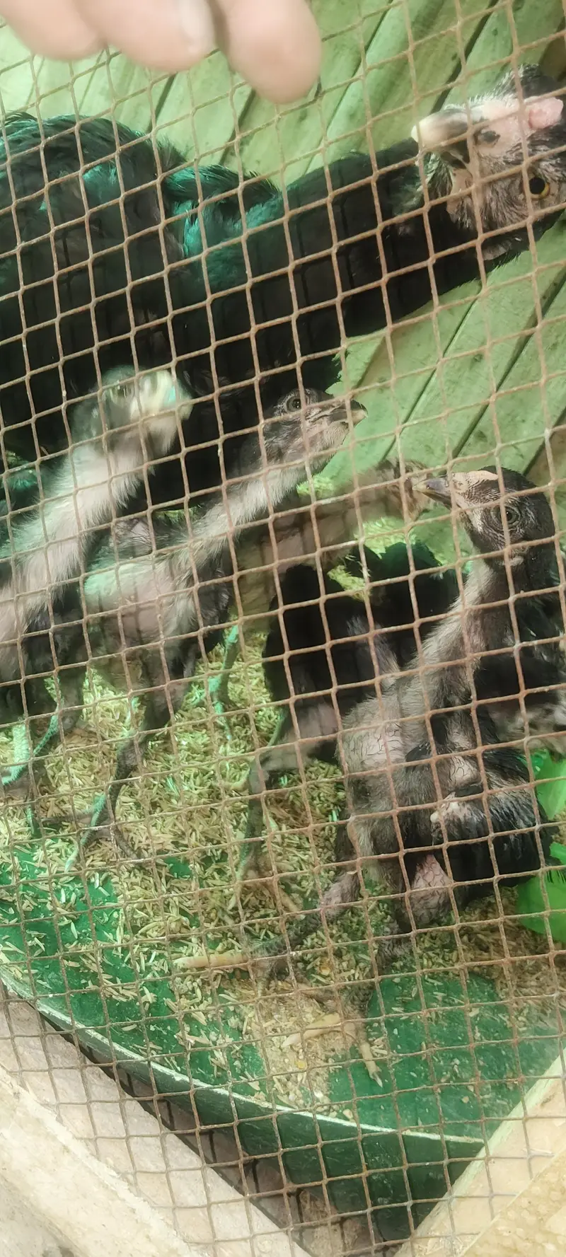 Quality guaranteed Aseel/Burmi/Thai/Dragon  Chicks Available — photo 9