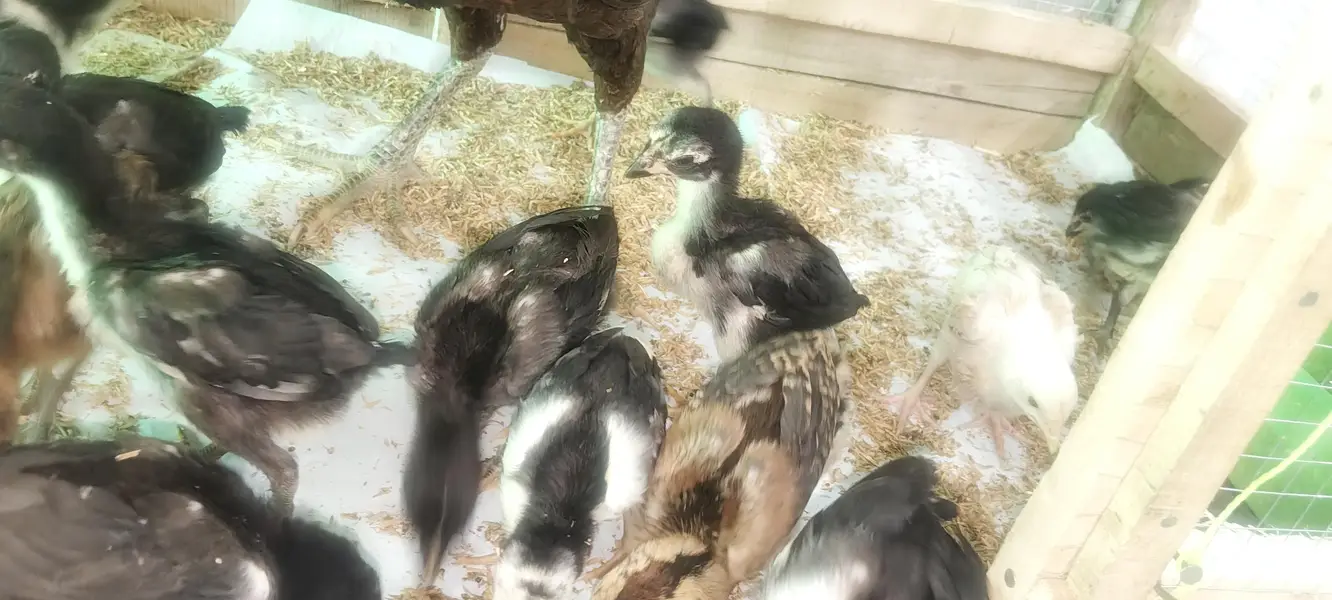 Quality guaranteed Aseel/Burmi/Thai/Dragon  Chicks Available — photo 10