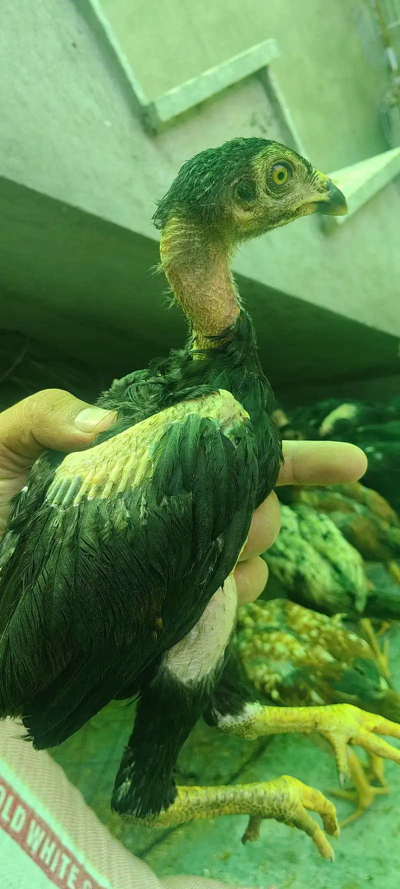 Quality guaranteed Aseel/Burmi/Thai/Dragon  Chicks Available — photo 12
