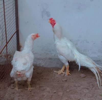 Indian Parrot Beak long tail aseel pair &other breed