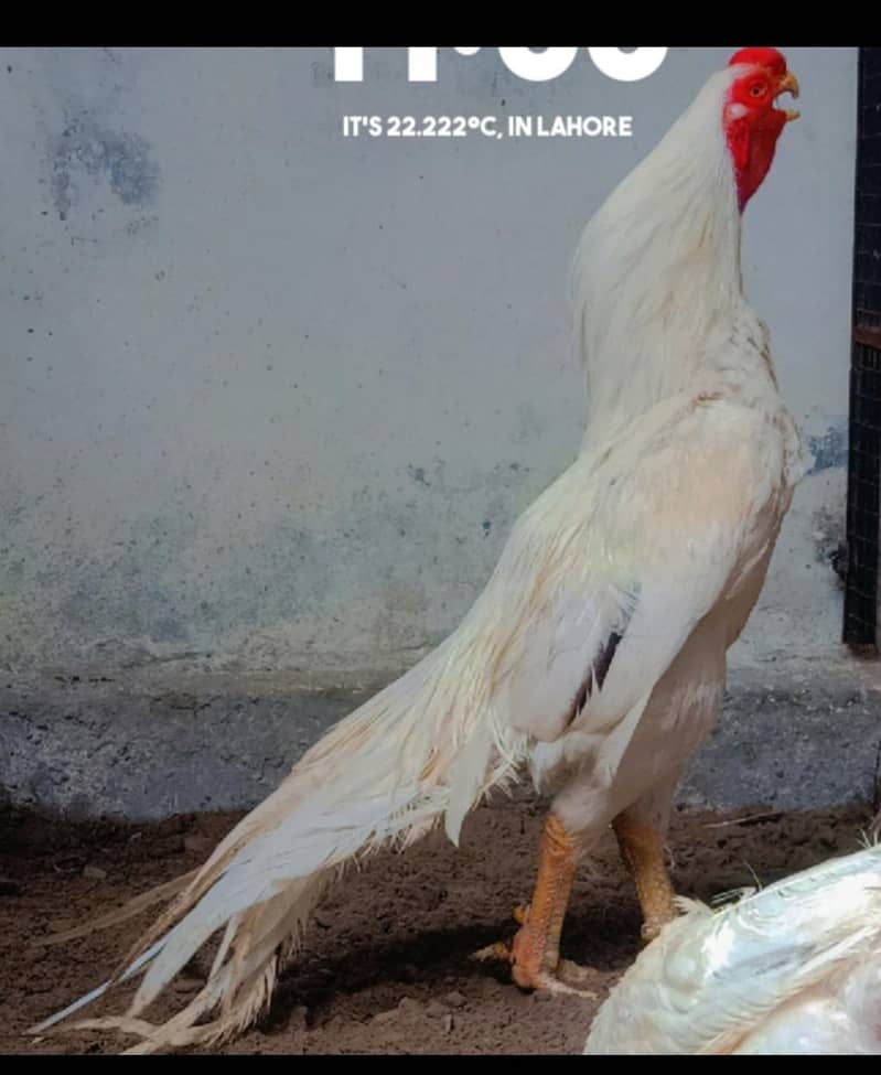 fancy breed chicks 9