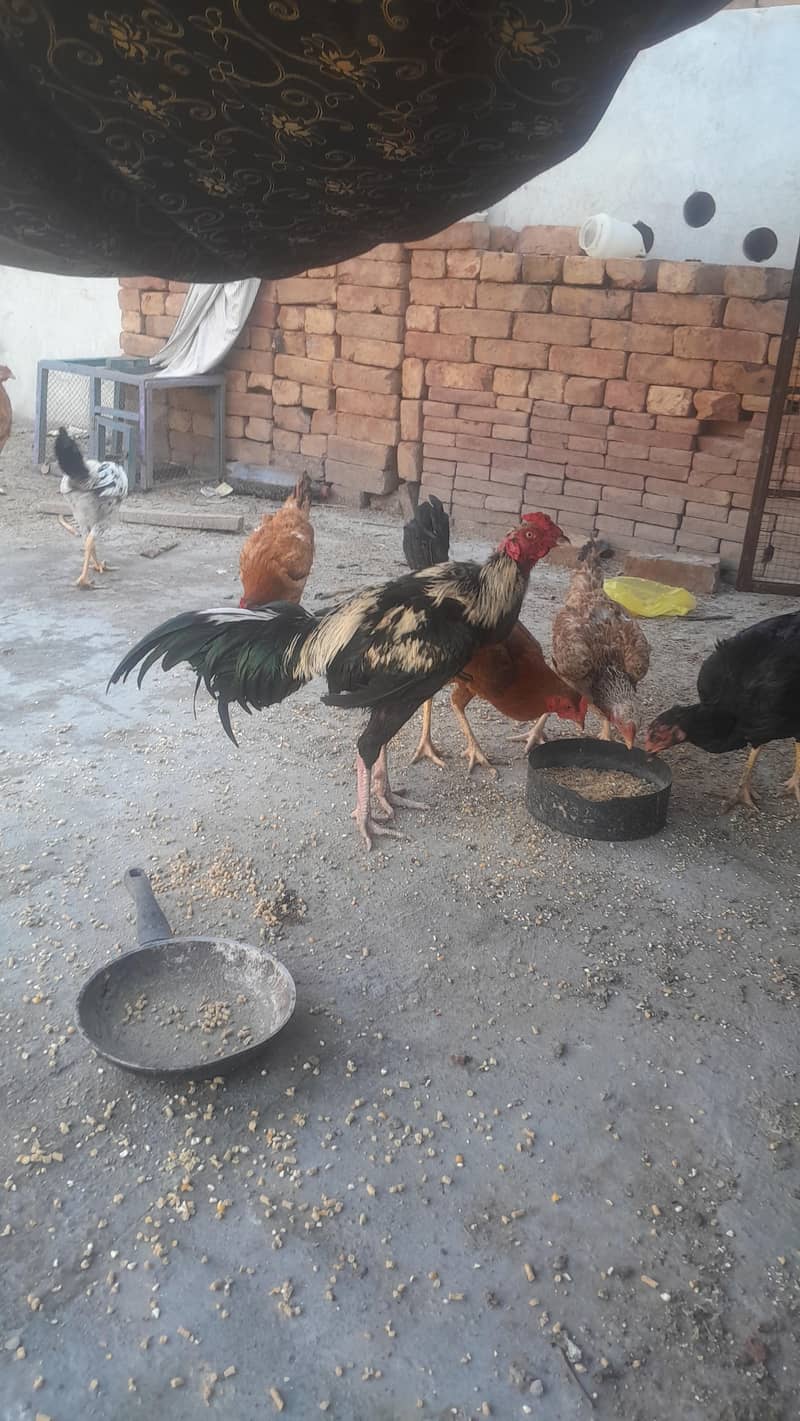 Aseel Chicks/ Pair 0