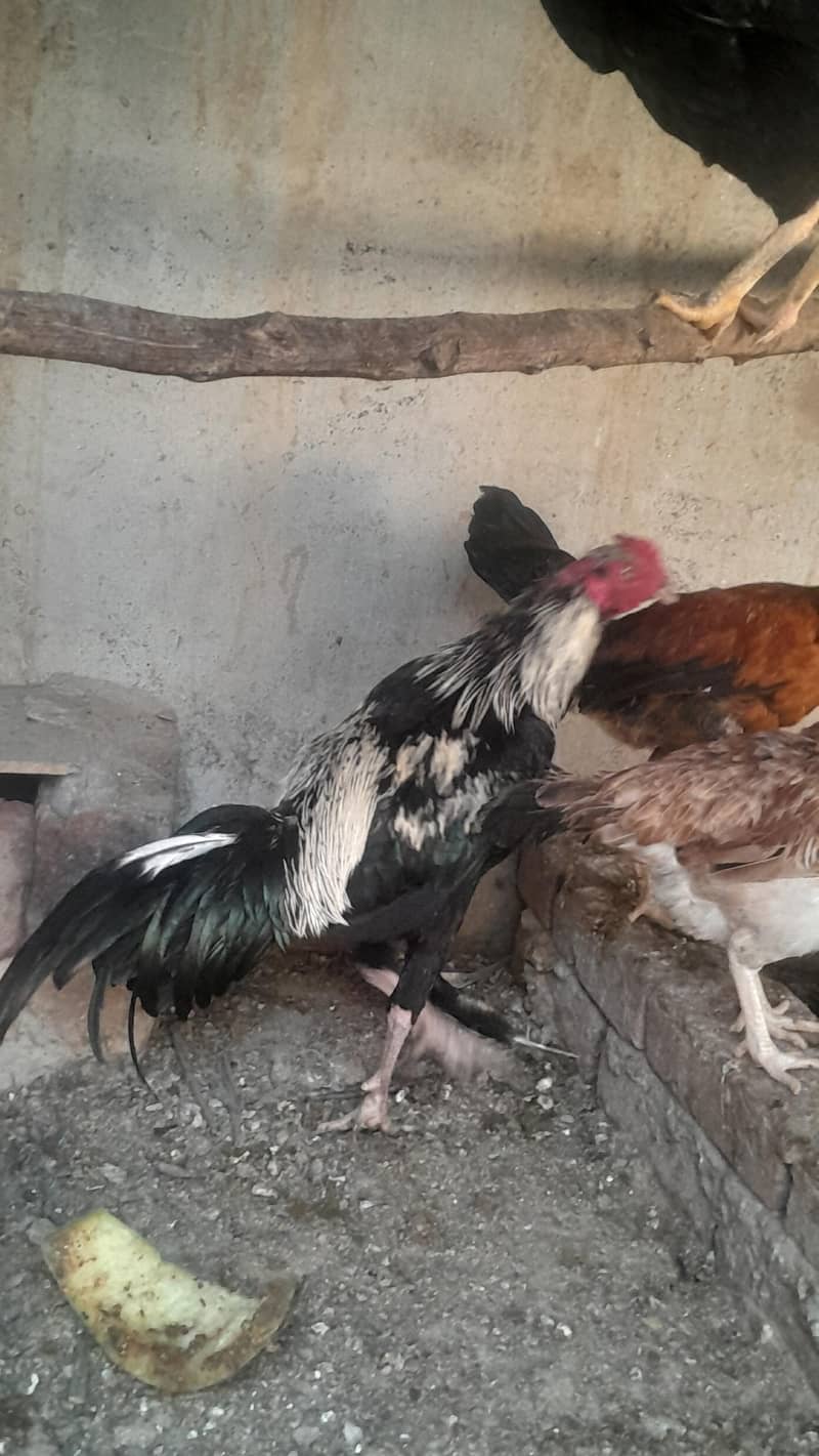 Aseel Chicks/ Pair 1
