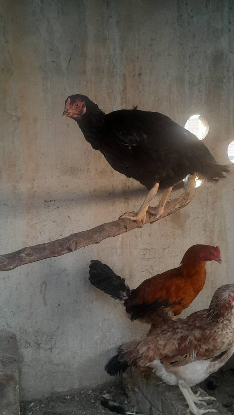 Aseel Chicks/ Pair 2