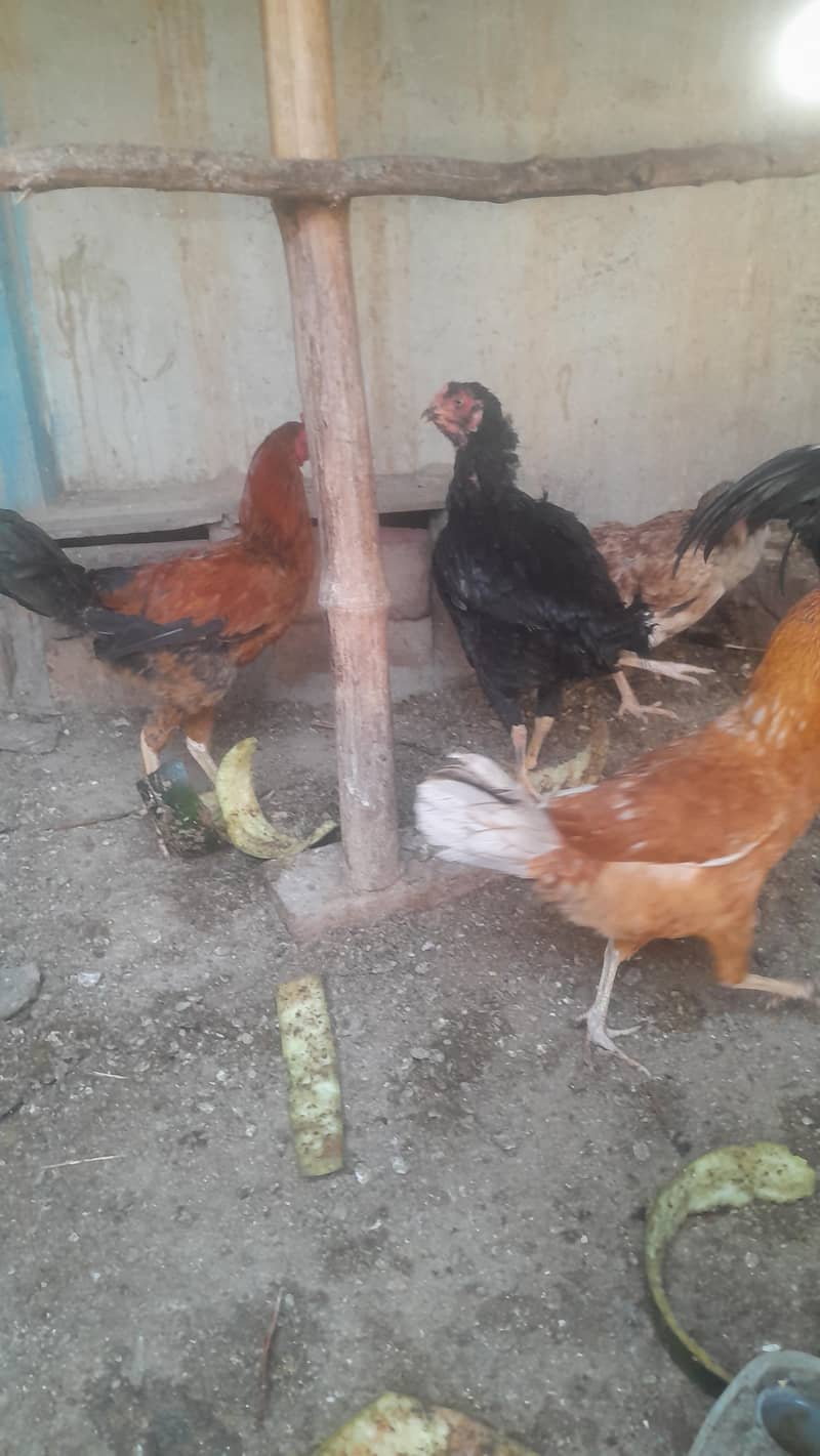 Aseel Chicks/ Pair 3