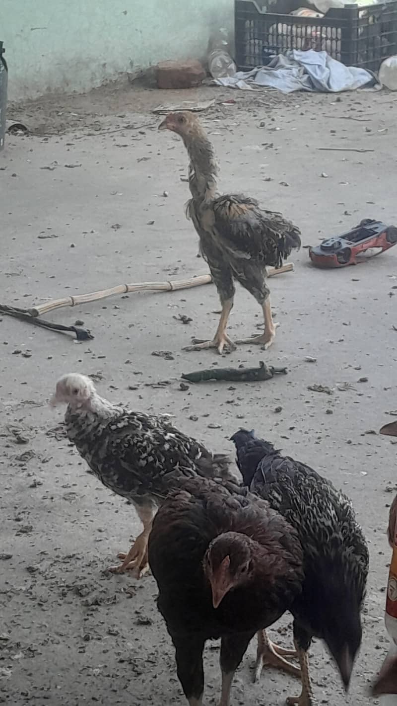 Aseel Chicks/ Pair 4