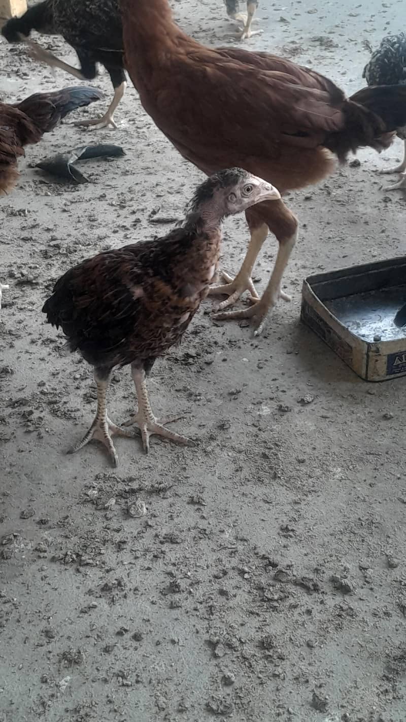 Aseel Chicks/ Pair 5