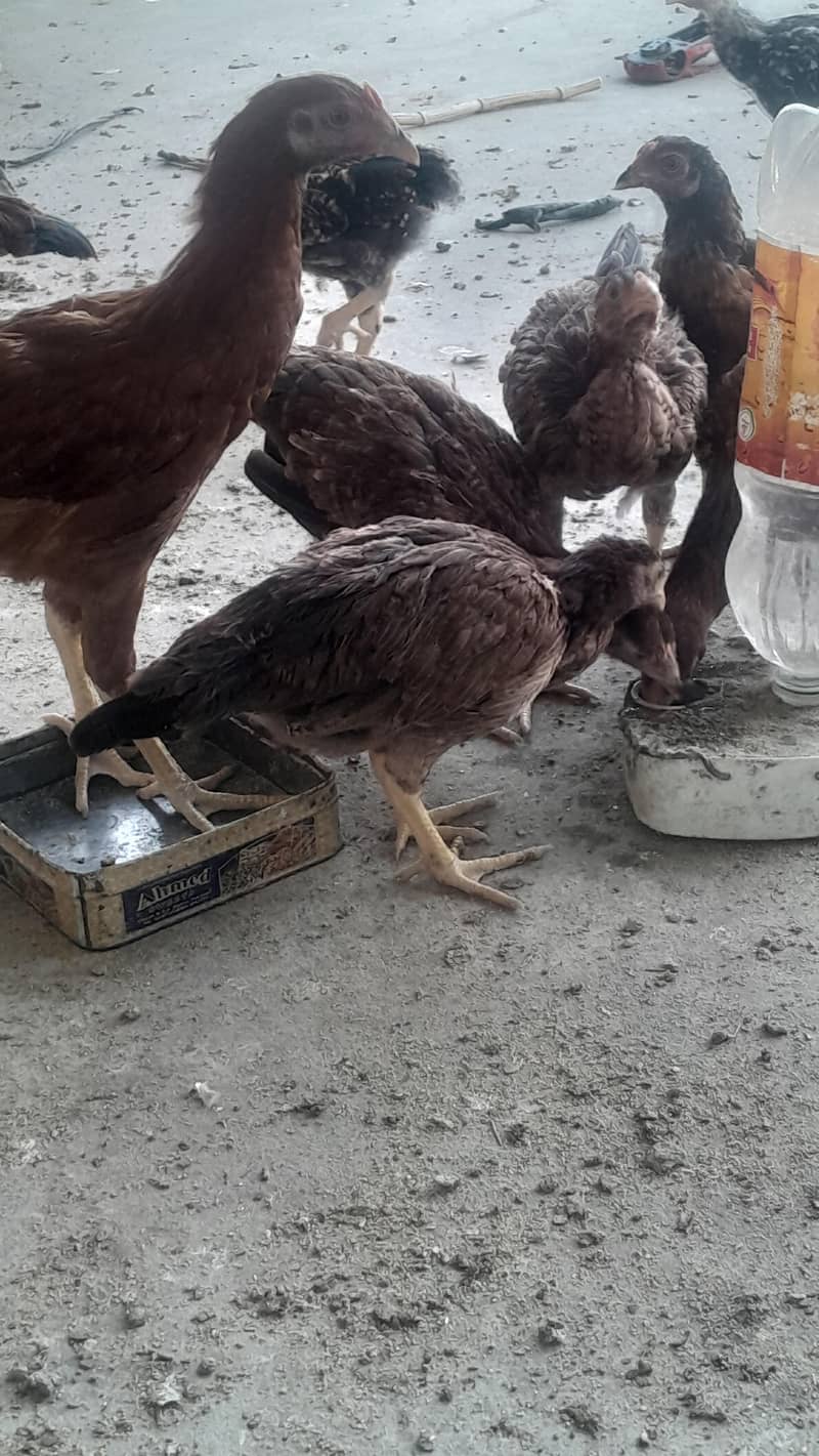 Aseel Chicks/ Pair 6