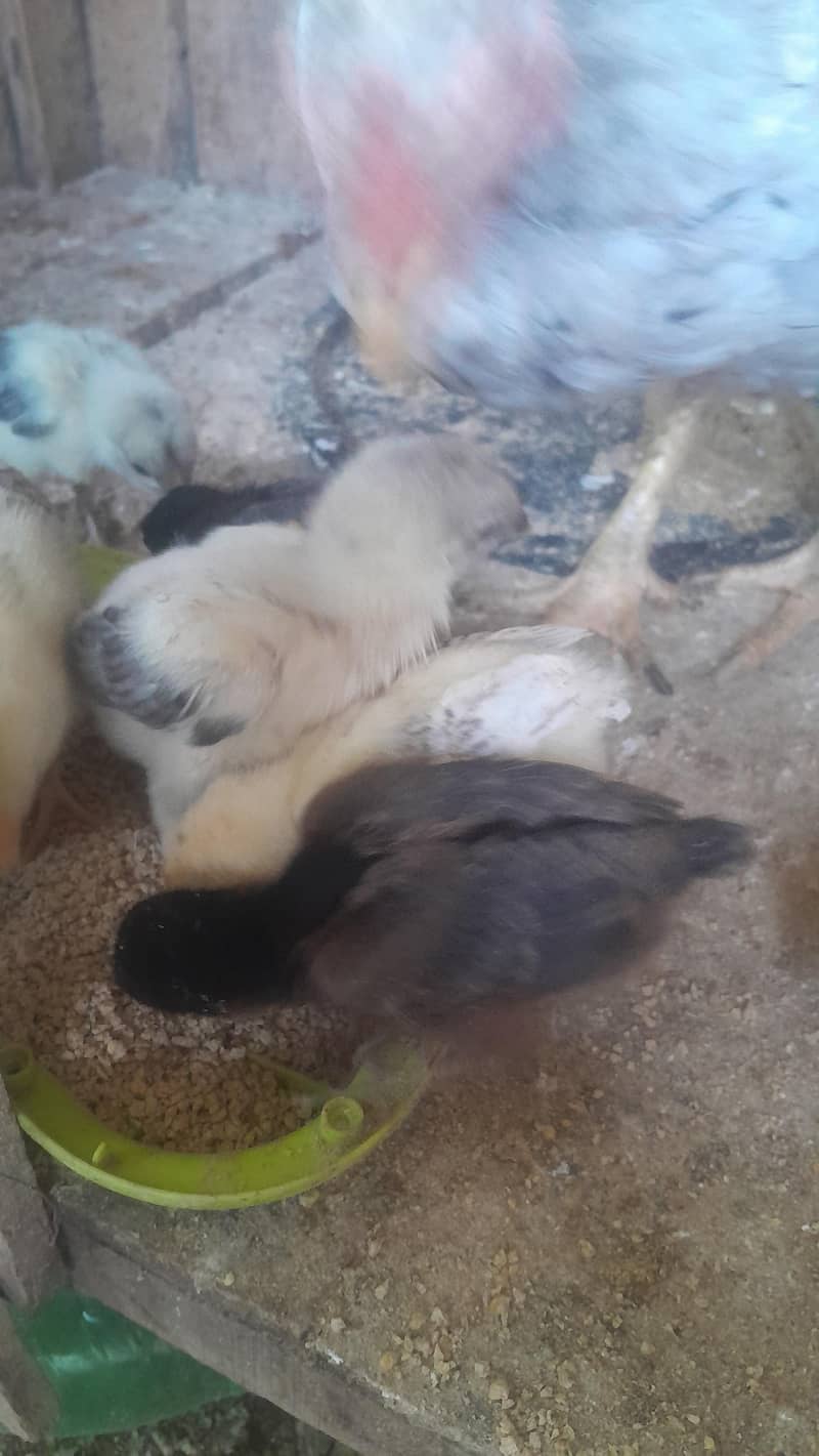 Aseel Chicks/ Pair 7
