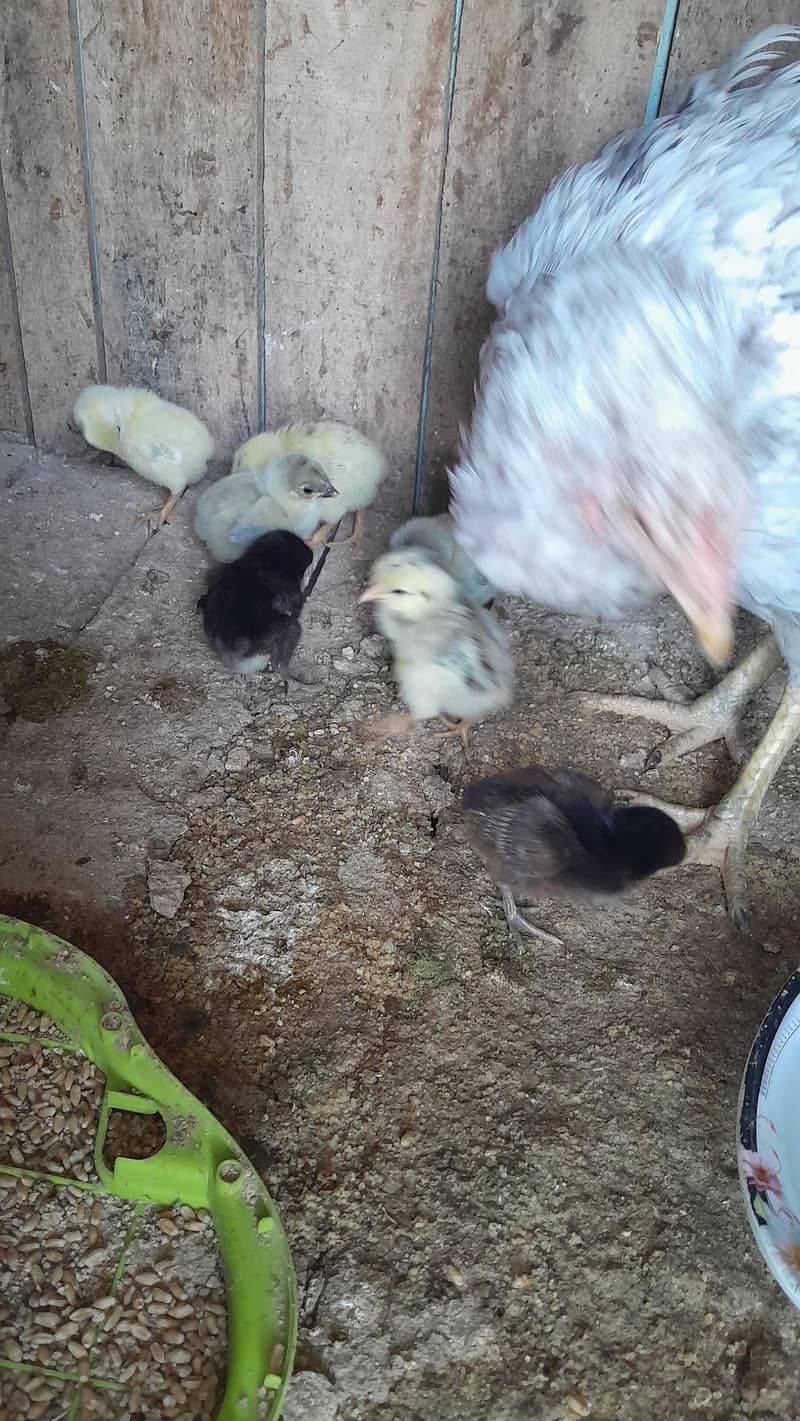 Aseel Chicks/ Pair 8