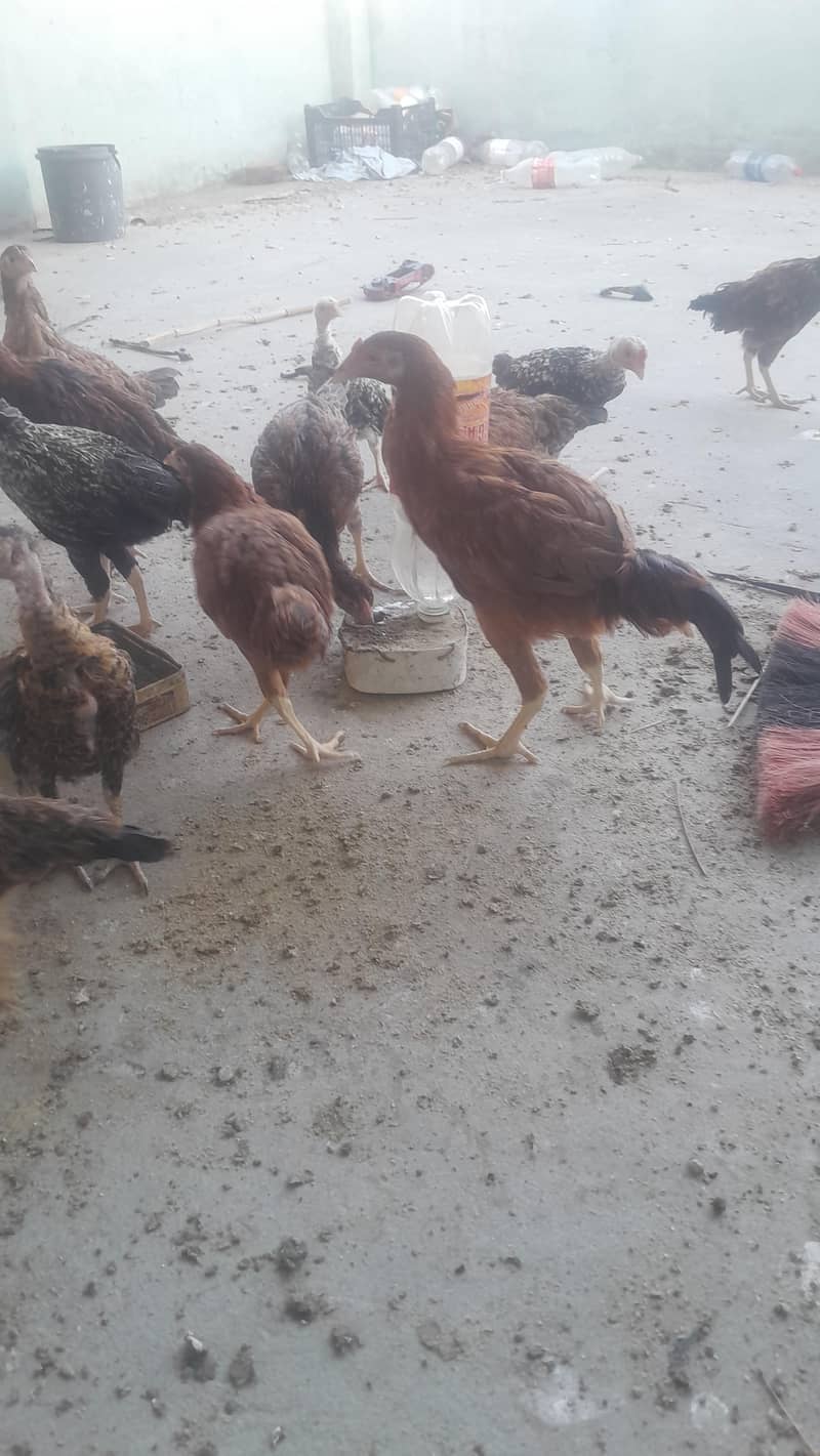 Aseel Chicks/ Pair 9