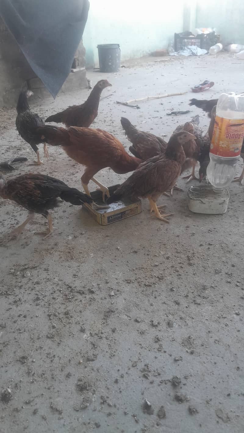Aseel Chicks/ Pair 10
