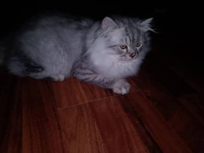 Persian cat tripple cot