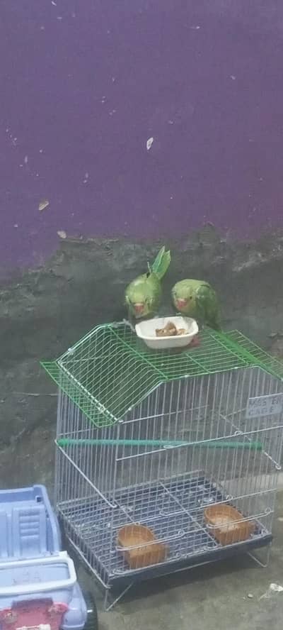 baby parrot