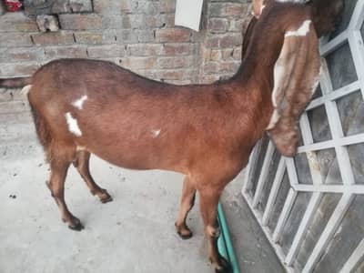 4 Daant Bakriyan For Sale Pure Nagri / Desi Chougi Qurbani