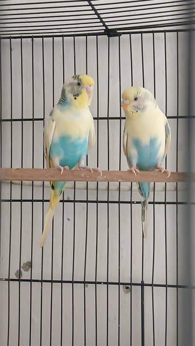 Beautiful Budgies Pairs