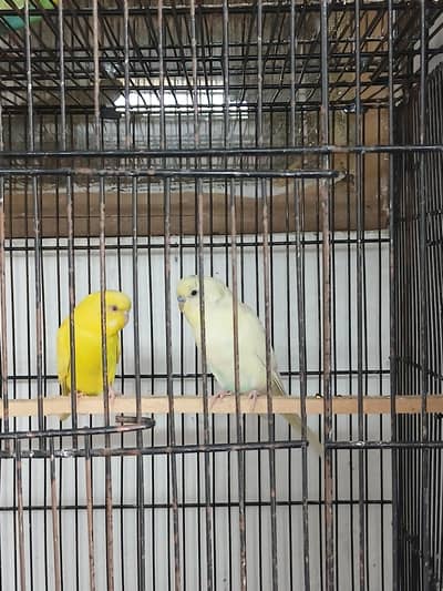 Beautiful Budgies Pair