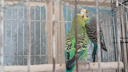 Beautiful Budgies Pairs