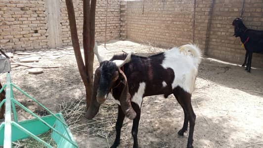 bakra andu