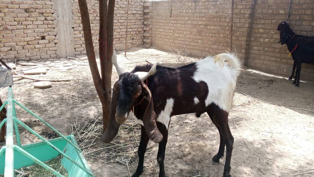 bakra andu 0