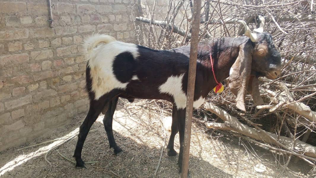 bakra andu 1