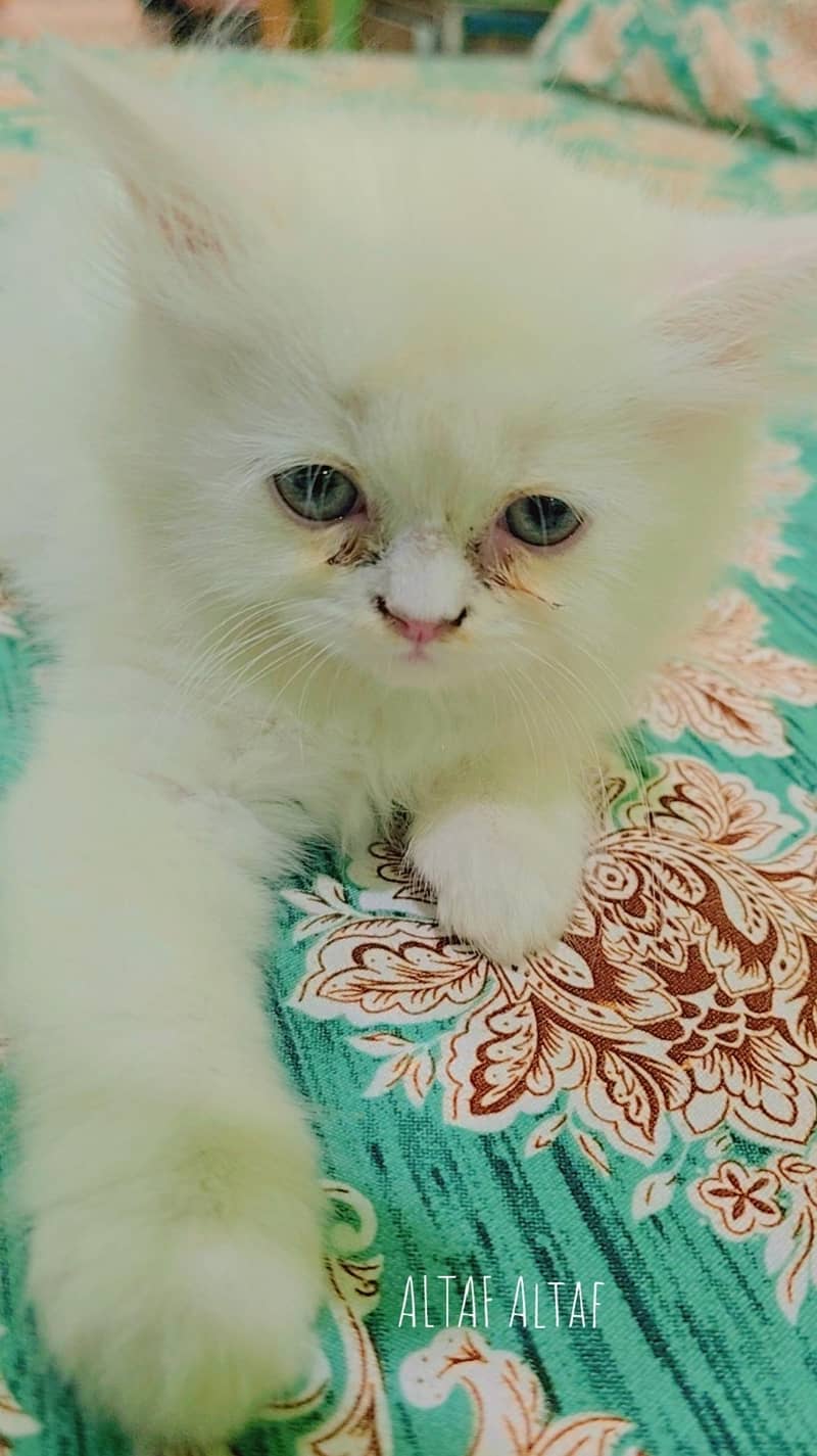 3 face cat 0