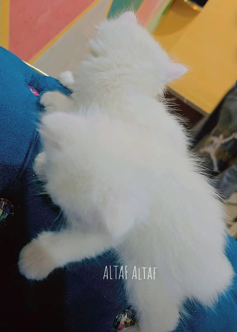3 face cat 1