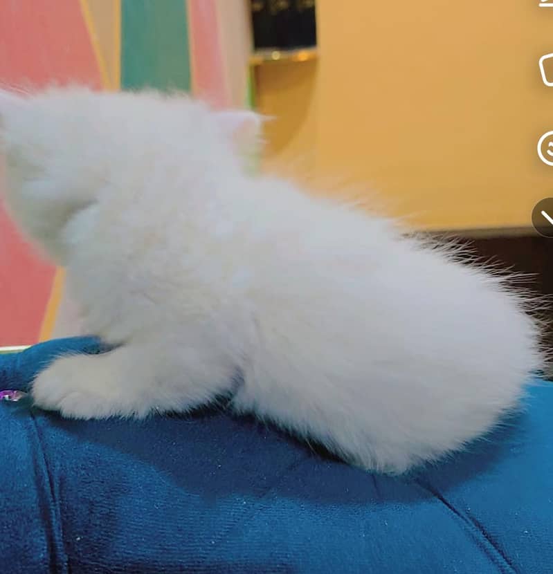 3 face cat 2