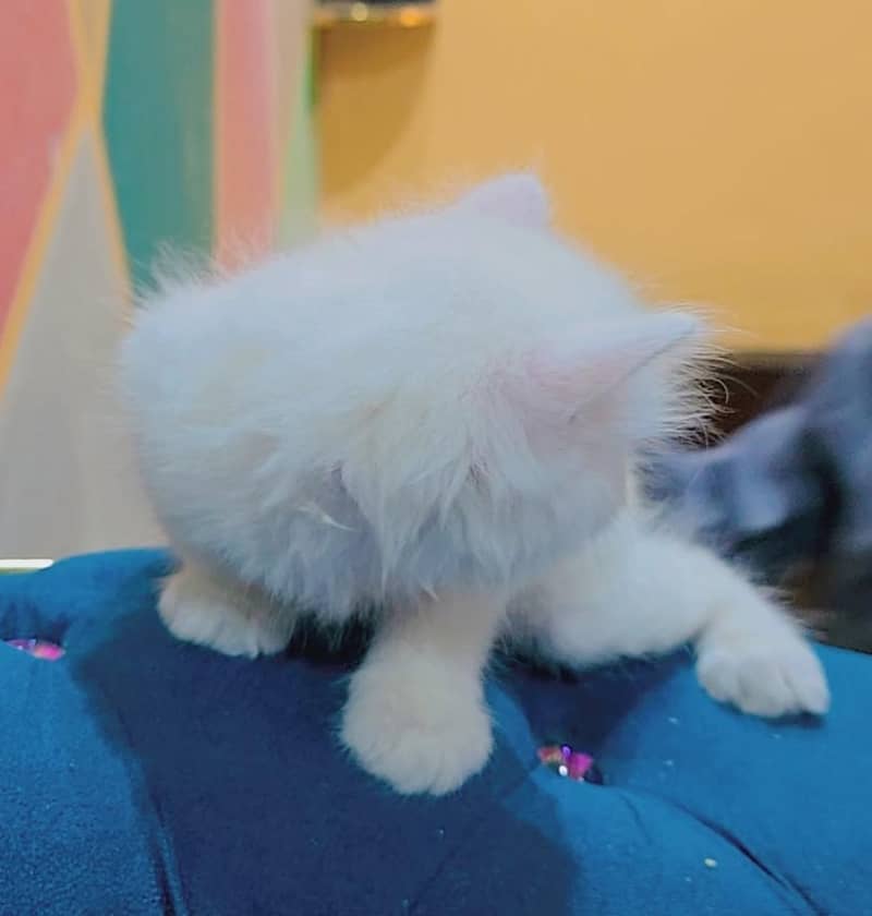 3 face cat 3