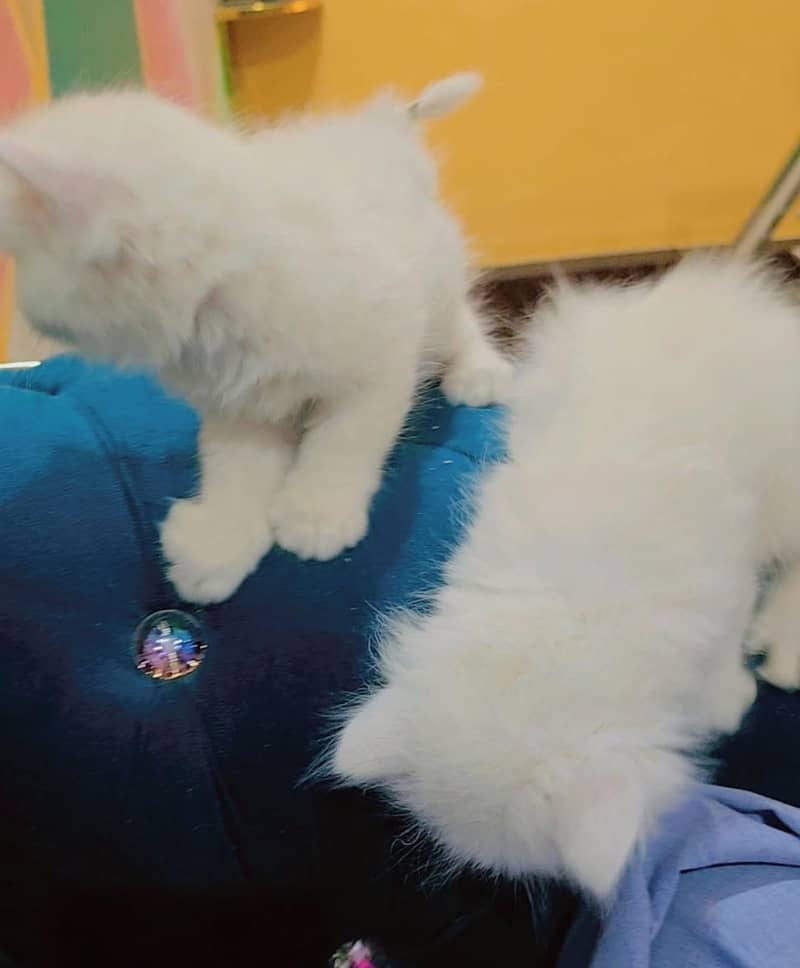 3 face cat 4