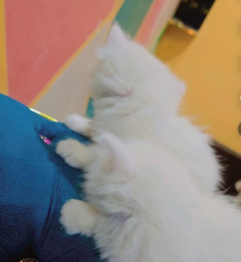 3 face cat 6