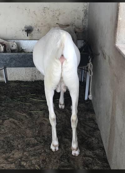 2 dant khassi bakra