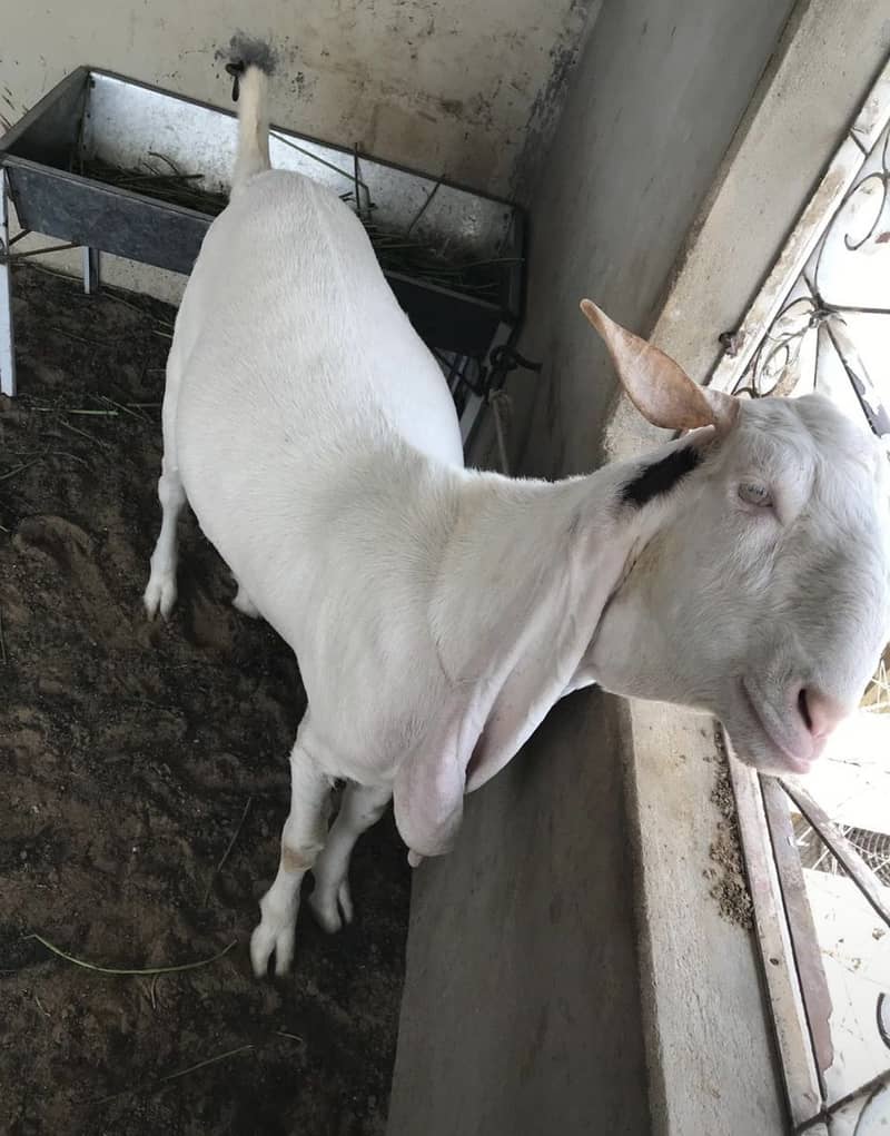 2 dant khassi bakra 1