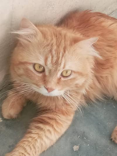 PERSIAN CAT