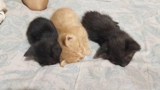 Persian kitten