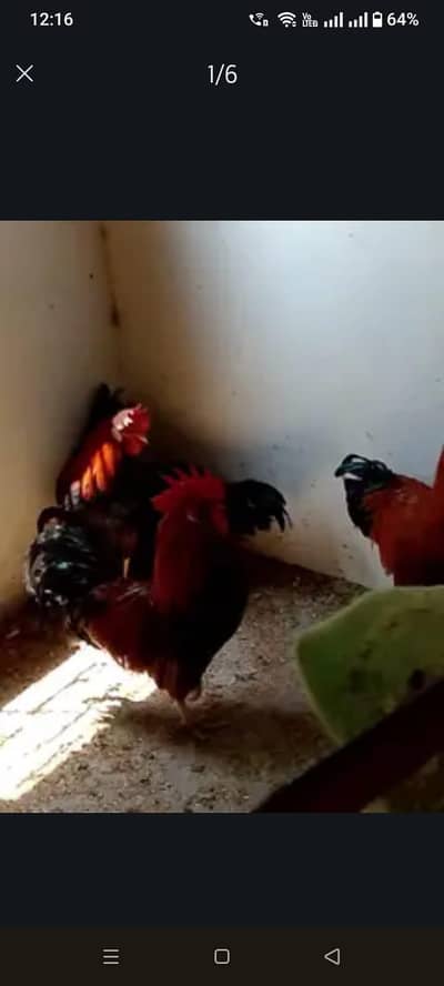 Chicks