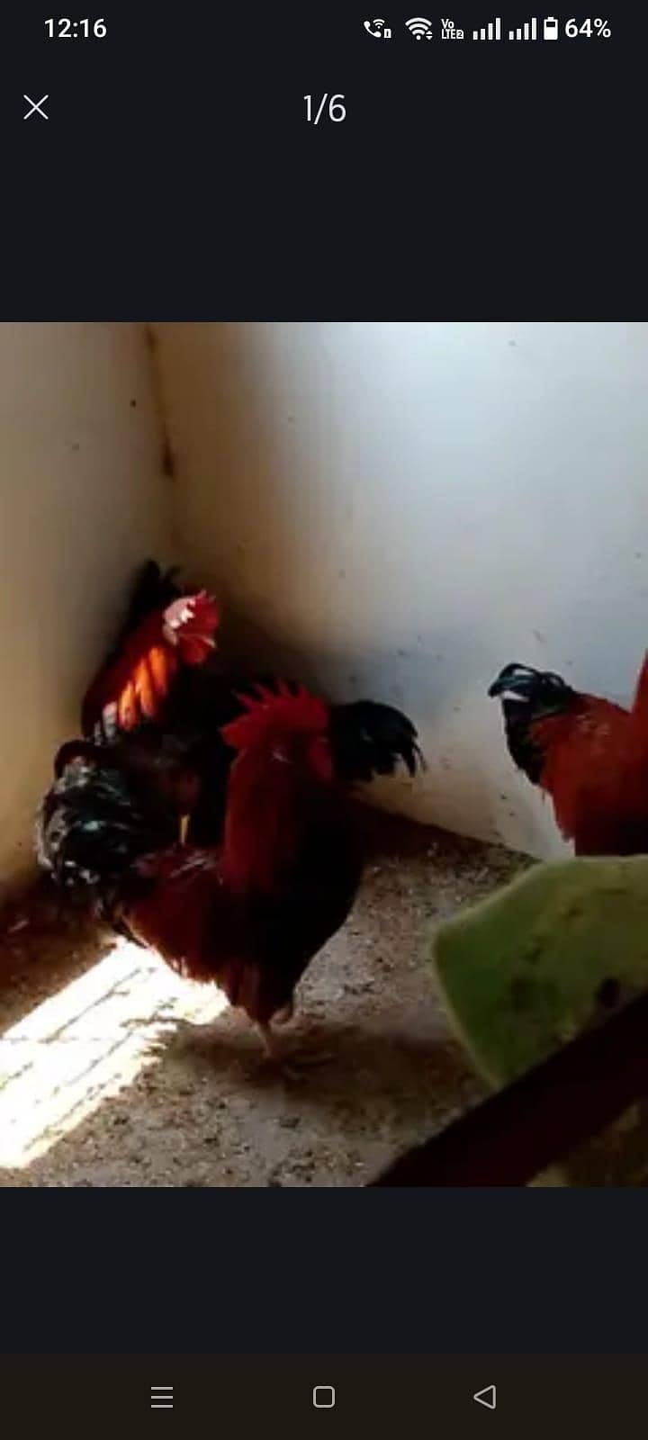 Chicks 0