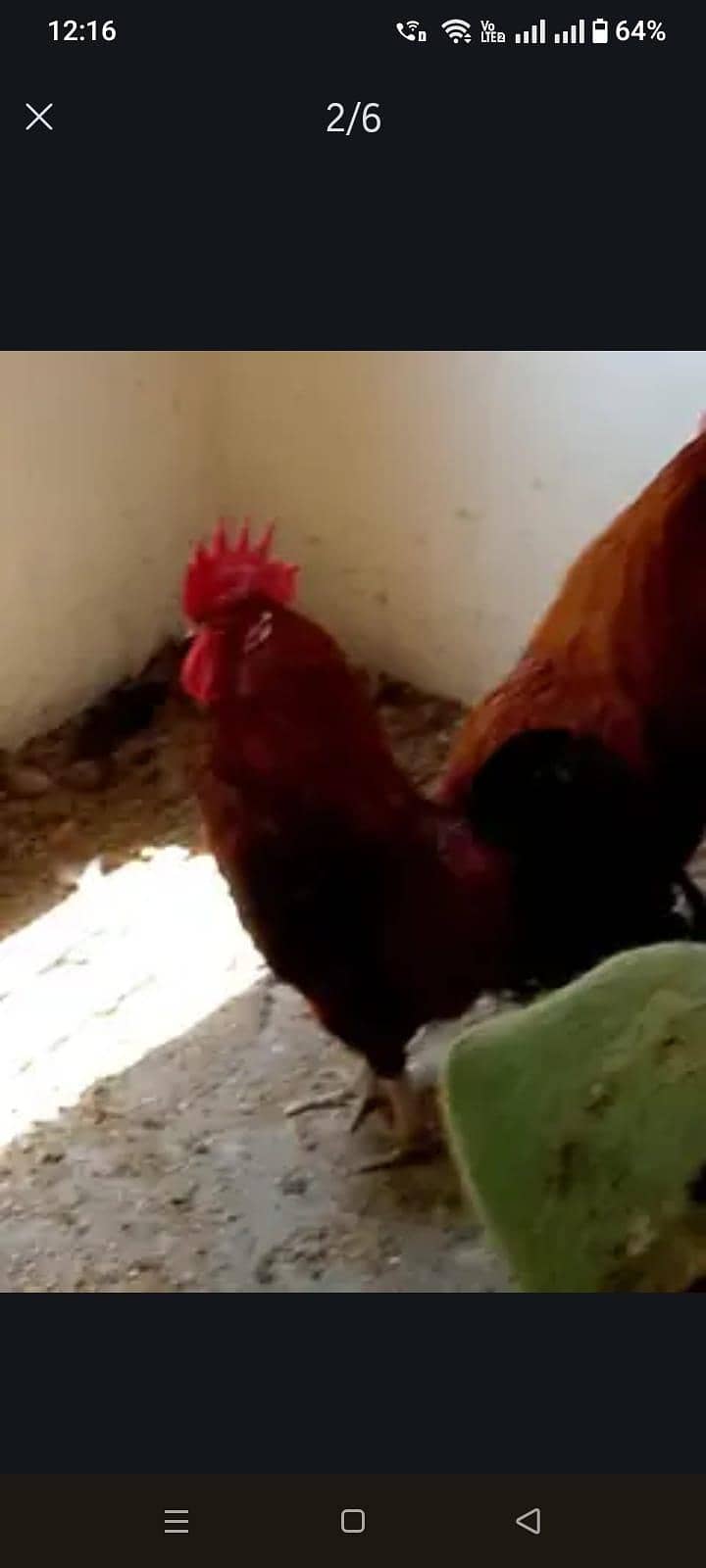 Chicks 1
