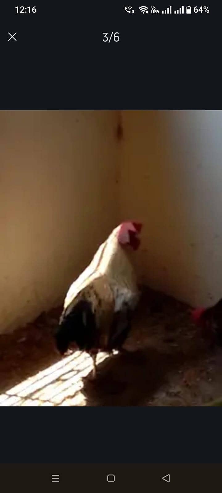 Chicks 2