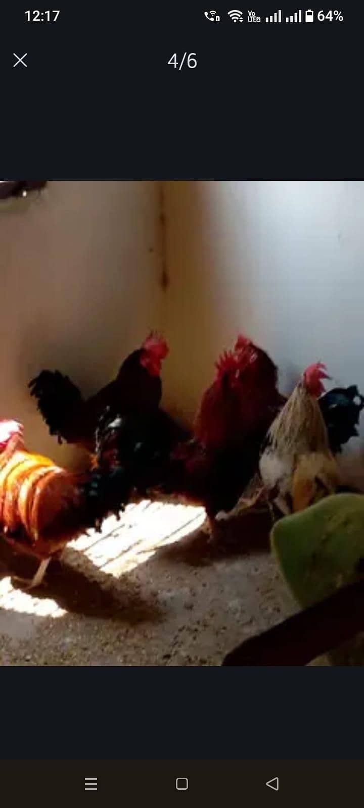 Chicks 4