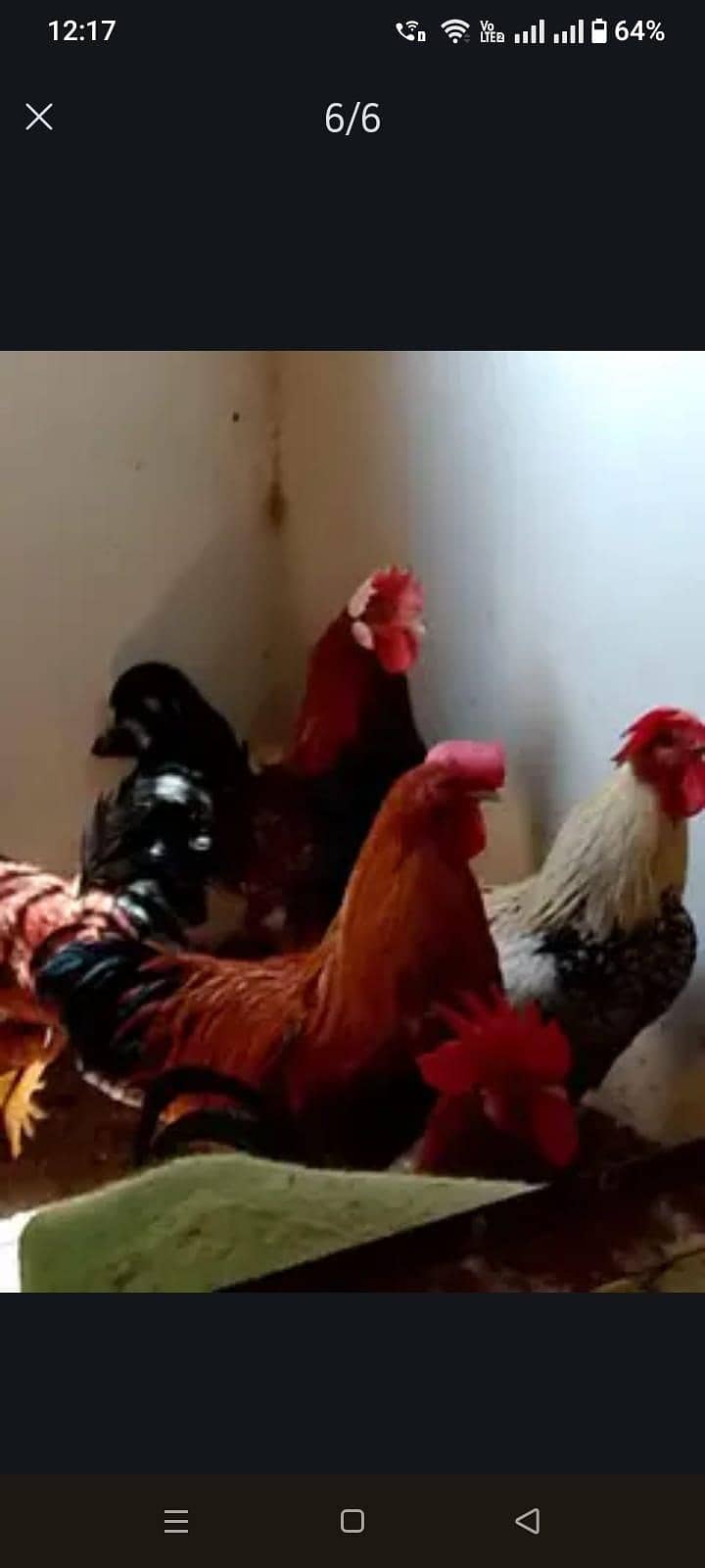 Chicks 5