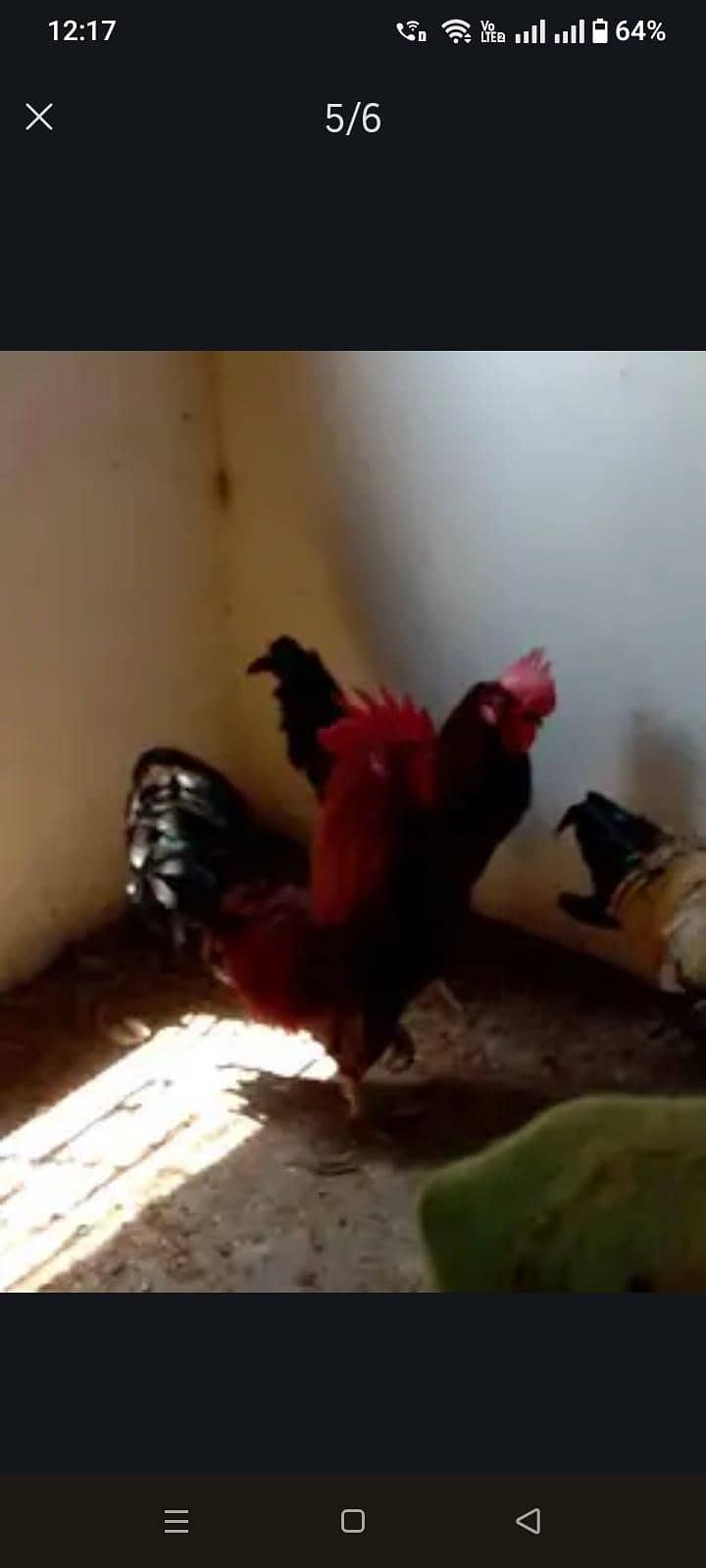 Chicks 6